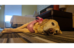 Van egy hotel Mississippiben, ahol árva kutyák lehetnek a szobatársaink - már több mint 60 ebnek találtak is gazdát!