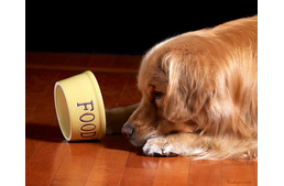 Kutyáink táplálása az alapoktól