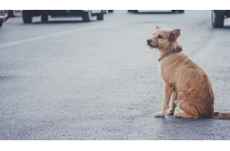 Kedvenceink biztonságban szilveszterkor is: kisállat nyomkövető segít a gazdiknak