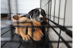 Ajánld fel adód 1%-át az állatok védelmében!