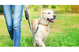 Tanfolyamot kell végeznie a bécsieknek, ha kutyát akarnak tartani