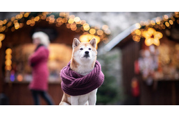 Kutyával a karácsonyi vásáron