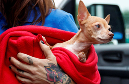 Magára hagyott állatokat mentenek a Florence hurrikán elől