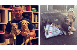 Sztárok segítenek a bajba jutott állatok mentésében a hurrikán sújtotta térségben