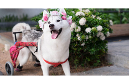 Mancsok nélkül született, mégis ő az egyik legboldogabb Husky a világon!