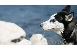 Egyetlen farkaspopulációra vezethetőek vissza a mai kutyafajták