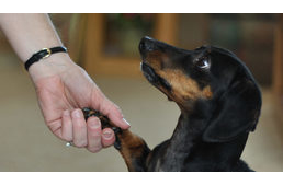 A karácsony négylábú hőse: egy tacskó mentette meg a tűztől gazdáit