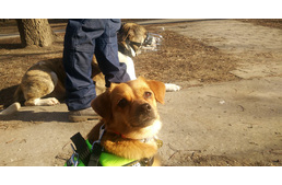 A kutyanevelés kulisszái mögött I. - Ésszel, erővel, vagy mindkettővel - de hogyan?