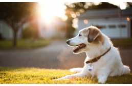 10 tipp Cesar Millantól a nyári meleg idejére