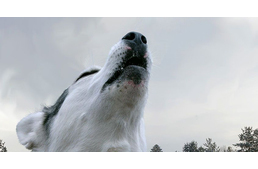 Miért idegesíti az embereket a kutyaugatás?