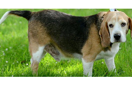 Súlyproblémákkal küzd a brit kutyák egyharmada!