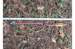 Számszeríjjal lőtt le egy kutyát - megszületett a bíróság ítélete