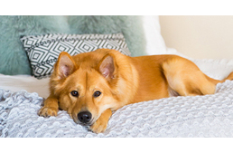 Engedékenyebbek vagyunk házi kedvencünkkel, mint partnerünkkel, ha rendetlenségről van szó