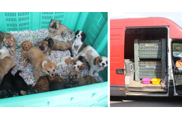 Európa nemet mondott az illegális kutyakereskedelemre!