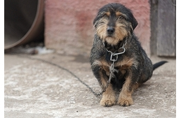 Állatorvosi Kamara: egy kutyát sem lehet elaltatni az új rendelet miatt!