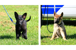 Ők a legédesebb négylábú kadétok