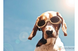 Kutyáknál is lehetséges napégés!