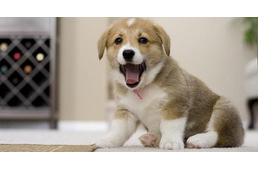 Ismét szigorodni fog a Jófogás szabályzata az állatok védelme érdekében