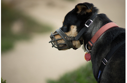A tökéletes szájkosár - variációk tömegközlekedéshez