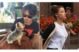 „Elpusztítjuk őket” - Veszélyben Johnny Depp kutyái