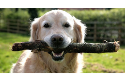 Veszélyes lehet, ha botot dobálsz a kutyádnak - súlyos sérülést okozhat!