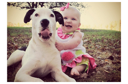 Pitbullok és gyerekek? 