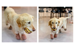 Mind a négy mancsát levágták a kutyának, most újra boldogan jár