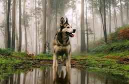 Huminsav: természetes immunerősítő kutyák számára is