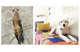 Befogadta a nyaraláson talált beteg kutyát, ezzel megmentette az életét