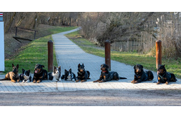 Kutyák száguldoztak az arborétumban