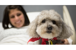 Így gyógyítanak minket kutyáink!