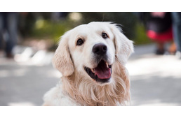 Allergia kutyáknál – sokat segít az immunerősítés!