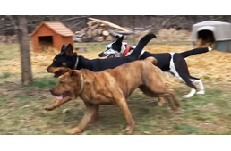 Így örülnek a kutyák, mikor végre lekerül róluk a lánc