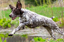 Ezek a legaktívabb kutyafajták