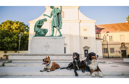 Szombathely nyit a kutyások felé