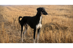 Védettséget kapnak a szultánok kutyái