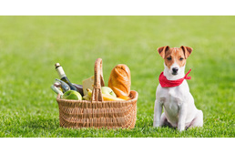 10 emberi étel, amit kutyáddal is megoszthatsz