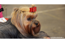 Kutyák lepték el a HUNGEXPO-t