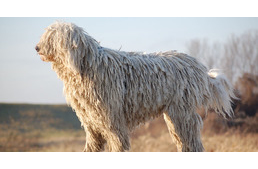 A MEOE nem ítéli el a kutyák tenyésztéséről szóló törvénymódosítást