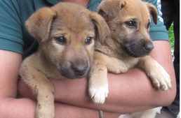 Az évszázad árvize elől mentik az állatokat Indiában