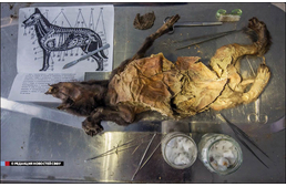 Itt a világ legidősebb kutyamúmiája!