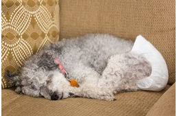 Kellemetlen állapot: vizeletcsepegés kutyáknál