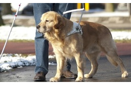 Újra fókuszban a hős kutyák!