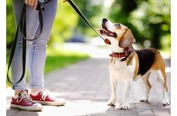 Nagy zajban is meghallja a kutyád, ha nevén szólítod?