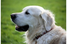 Az ivartalanított kutyák tovább élnek