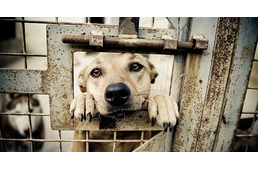 100 millió forintot különített el az Agrárminisztérium az ivartalanításra