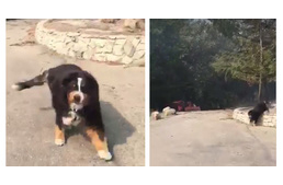 Csoda a tűzvészben: élve került elő az elveszettnek hitt négylábú családtag