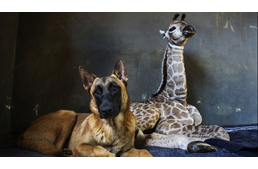 Kutya vigyáz az elárvult bébi zsiráfra