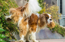 Így hazudnak a kutyák a méretükről