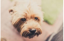 Parvo-vírus terjed Ausztriában